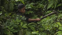 Juan (11), juga membantu orang tuanya di perkebunan kopi.  