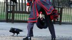 Gagak Menara London yang Kangen Turis