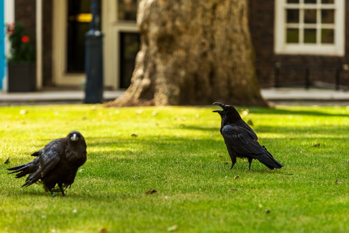 burung gagak di menara london