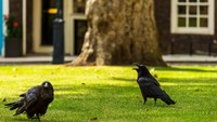 Mitos ini telah ada semenjak pemerintahan Raja Charles II. Bahkan saking kuatnya itu mitos, para penjaga berjaga-jaga dengan menyimpan satu burung gagak di kandang, namun memberikan ruang bebas terbang di saat siang hari. (iStock)