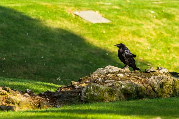 Ada mitos lama yang mengatakan jika 6 penghuni (burung gagak) Menara London pergi, disebutkan kalau kerajaan akan runtuh. (iStock) Ada mitos lama yang mengatakan jika 6 penghuni (burung gagak) Menara London pergi, disebutkan kalau kerajaan akan runtuh. (iStock)
