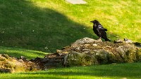 Ada mitos lama yang mengatakan jika 6 penghuni (burung gagak) Menara London pergi, disebutkan kalau kerajaan akan runtuh. (iStock)