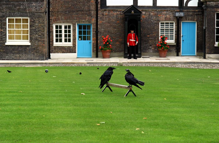 burung gagak di menara london