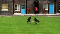 Di The Tower of London atau Menara London terdapat 7 ekor burung gagak yang dirawat secara khusus. (iStock)