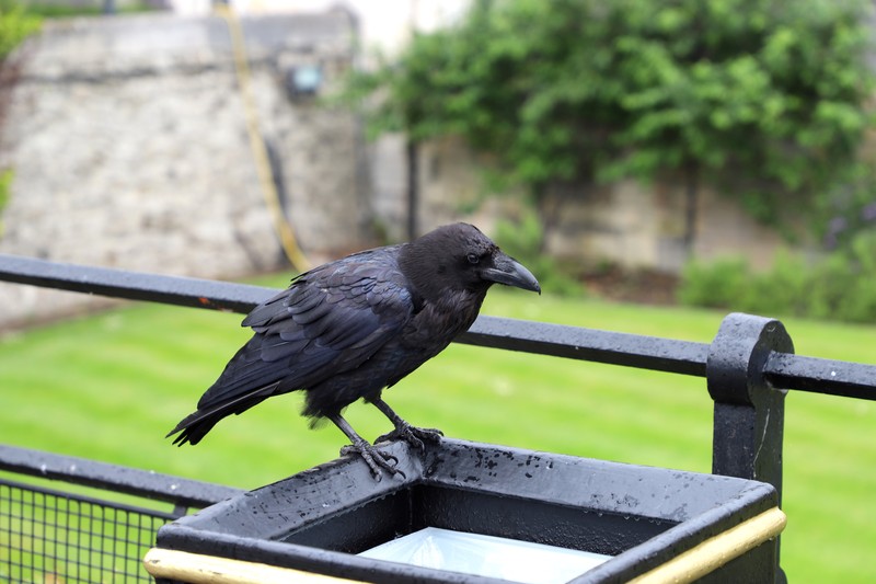 burung gagak di menara london