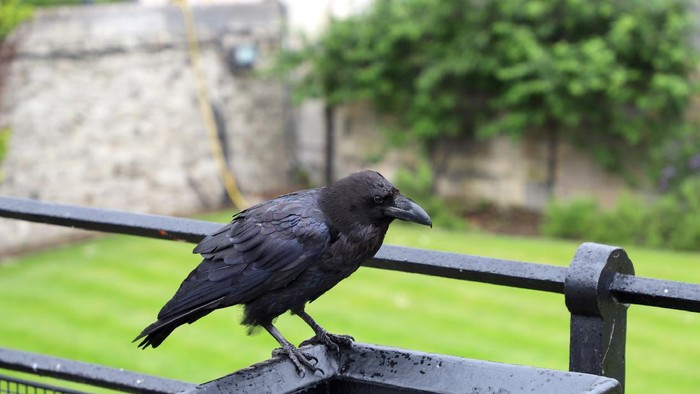 burung gagak di menara london