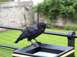 10 Hewan Paling Cerdas di Dunia, Ada yang Mengagetkan