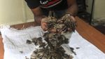 8 Kg Sisik Trenggiling Diamankan BKSDA Sumbar