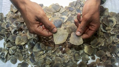 8 Kg Sisik Trenggiling Diamankan BKSDA Sumbar