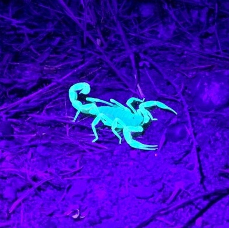 hewan scifi fotoinet