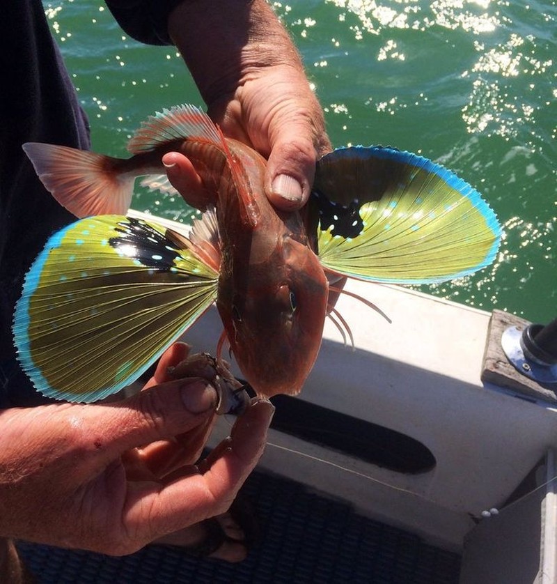 hewan scifi fotoinet