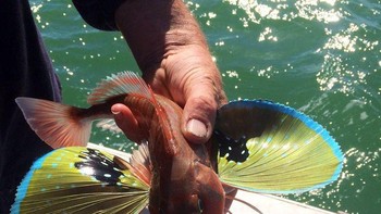 Ini terlihat seperti perpaduan antara kupu-kupu dan ikan Foto: Brightside