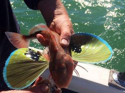 Deretan Hewan Nyata yang Tampak Seperti di FIlm Sci-Fi