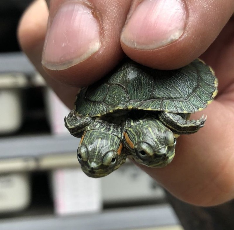 hewan scifi fotoinet