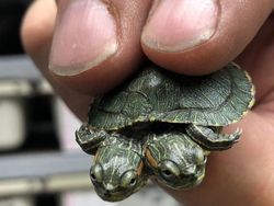 Deretan Hewan Nyata yang Tampak Seperti di FIlm Sci-Fi