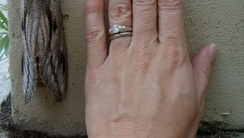 Seekor ngengat sebesar tangan Foto: Brightside