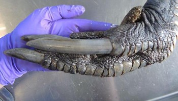 Memegan cakar Kasuari Selatan jantan Foto: Brightside