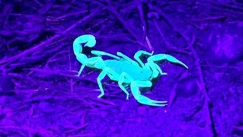 Selain memiliki sengat yang super beracun, kalajengking juga dapat bersinar dalam kBondisi gelap. Mengerikan! Foto: Brightside