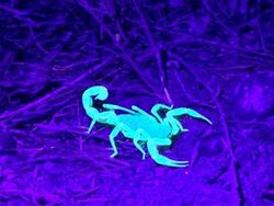 Deretan Hewan Nyata yang Tampak Seperti di FIlm Sci-Fi