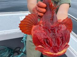 Deretan Hewan Nyata yang Tampak Seperti di FIlm Sci-Fi