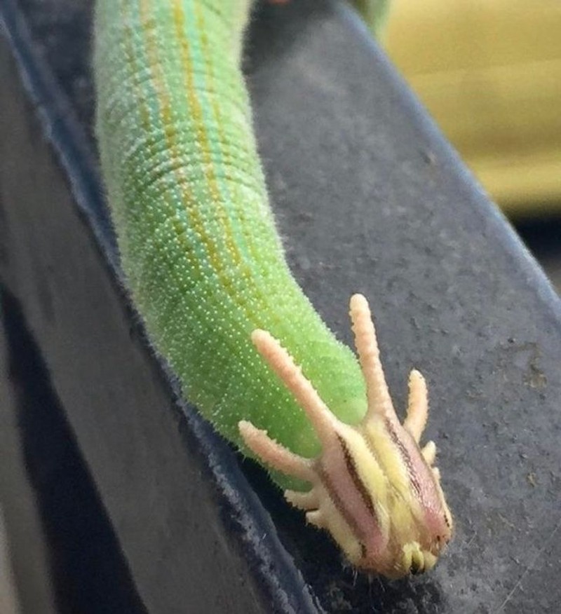 hewan scifi fotoinet