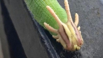 Ulat ini terlihat seperti naga Foto: Brightside