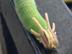 Deretan Hewan Nyata yang Tampak Seperti di FIlm Sci-Fi