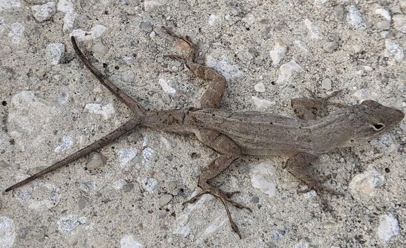 hewan scifi fotoinet