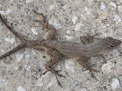 Deretan Hewan Nyata yang Tampak Seperti di FIlm Sci-Fi