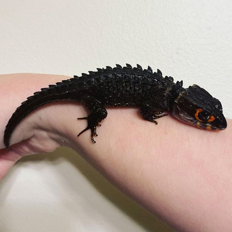 hewan scifi fotoinet