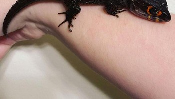 Anak buaya ini tampak seperti naga Foto: Brightside