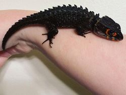 Deretan Hewan Nyata yang Tampak Seperti di FIlm Sci-Fi