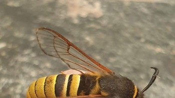 Ini adalah Lunar Hornet Moth, spesies yang meniru lebah untuk memastikan kelangsungan hidupnya sendiri melawan predator Foto: Brightside