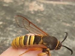 Deretan Hewan Nyata yang Tampak Seperti di FIlm Sci-Fi