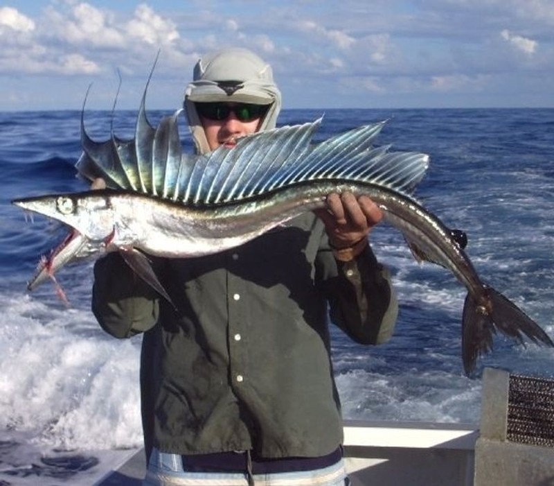 hewan scifi fotoinet