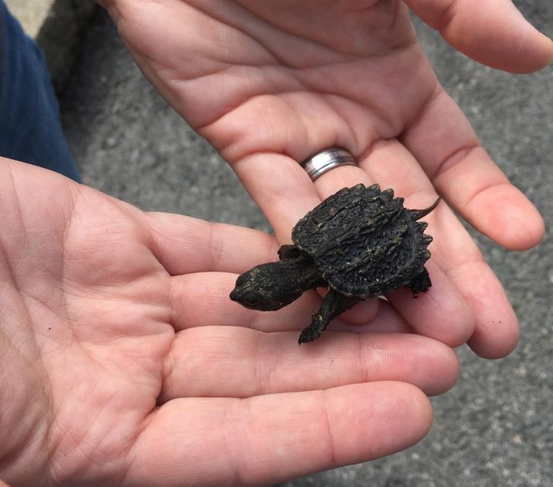 hewan scifi fotoinet