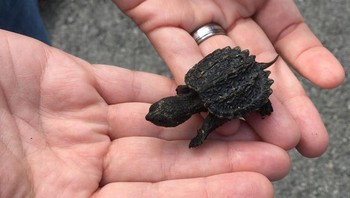 Bayi snapping turtle terlihat seperti dinosaurus kecil Foto: Brightside