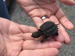 Deretan Hewan Nyata yang Tampak Seperti di FIlm Sci-Fi