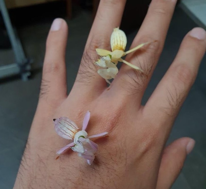 hewan scifi fotoinet