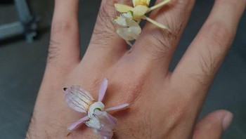 Jika menurut kamu ini adalah bunga, coba lihat sekali lagi. Ada satu belalang merah mudah dan satu kuning Foto: Brightside