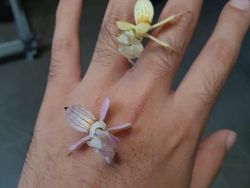 Deretan Hewan Nyata yang Tampak Seperti di FIlm Sci-Fi