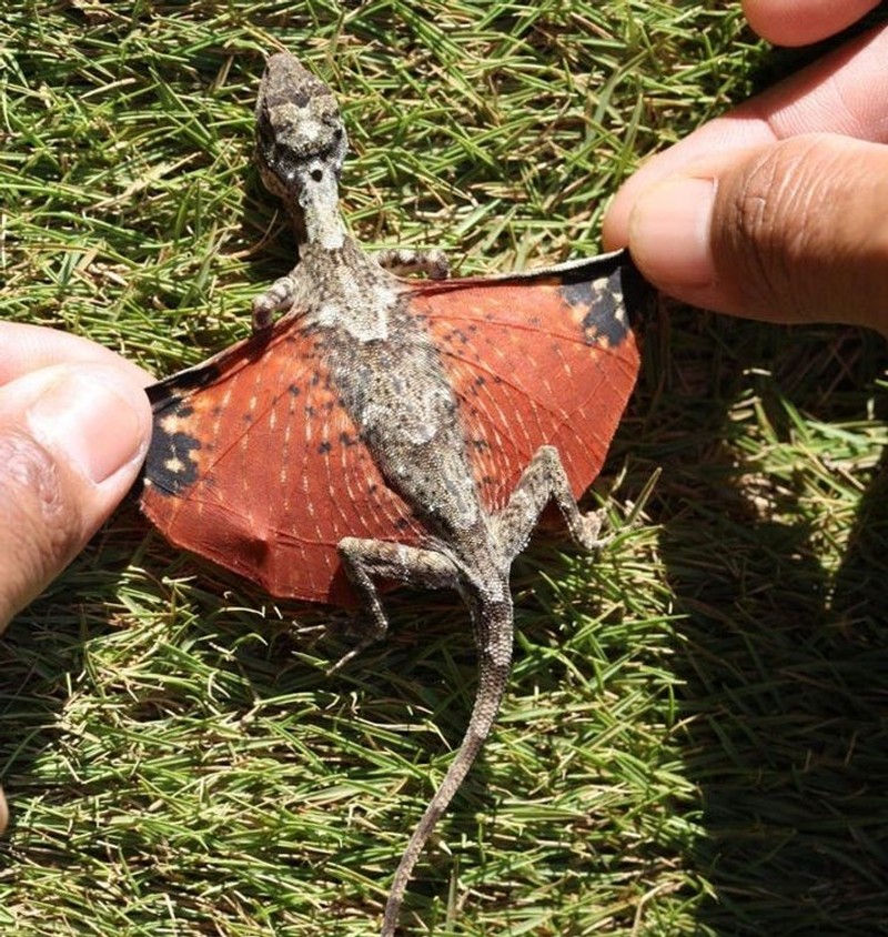 hewan scifi fotoinet