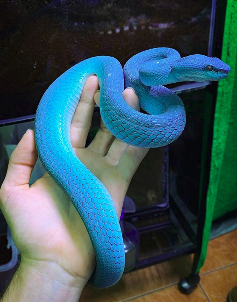 hewan scifi fotoinet