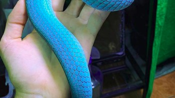 Kita tak dapat berhenti menatap ular biru neon ini Foto: Brightside