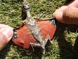 Deretan Hewan Nyata yang Tampak Seperti di FIlm Sci-Fi