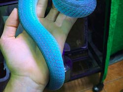 Deretan Hewan Nyata yang Tampak Seperti di FIlm Sci-Fi