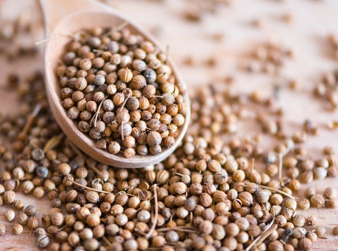 Coriander