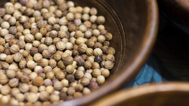 Coriander