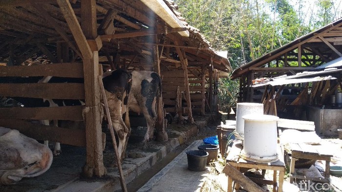 Limbah kotoran sapi di Cipari Kuningan mencapai 60 ton per hari