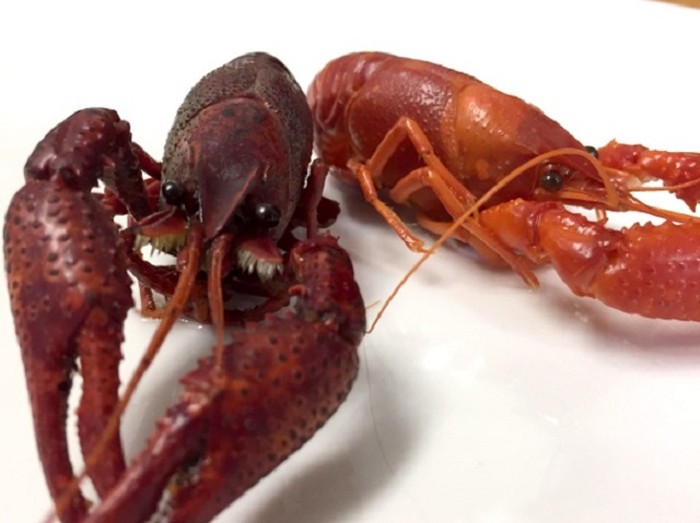 lobster air tawar